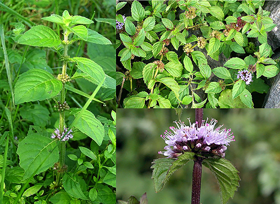 Corn mint, wild mint (Mentha arvensis), showing a complete plant with close-ups of the edible leaves and flowers