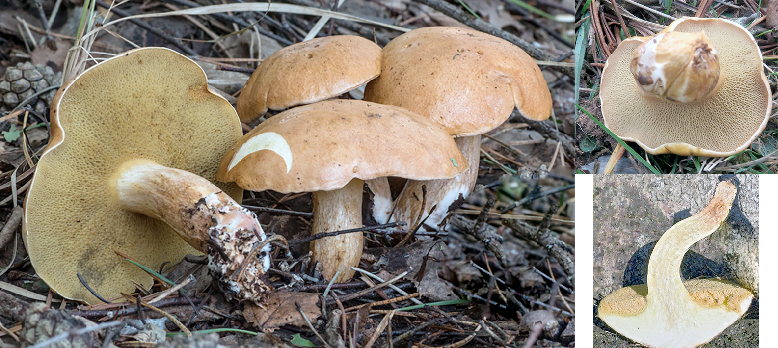 Cow bolete (Suillus bovinus), mushrooms growing in pine needle litter with one mushroom on its side. Inset are images of an inverted cow bolete and a cow bolete split in half