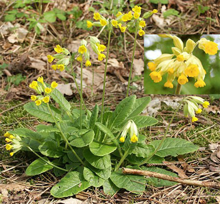 Cowslips, Primula veris, showing the whole plant in flower and a close-up of the flowers, inset