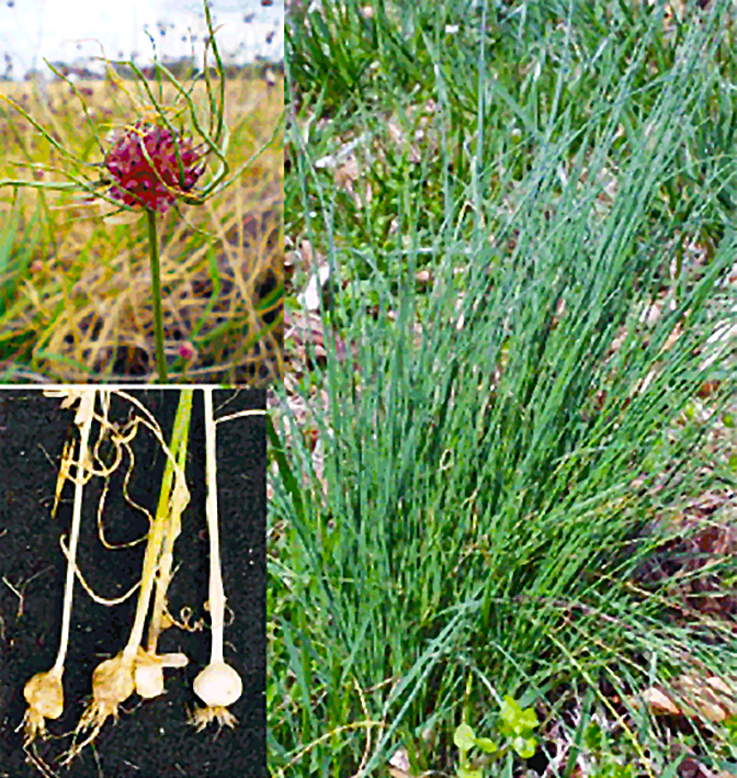 Crow garlic (Allium vineale) plants, bulbs and flowers