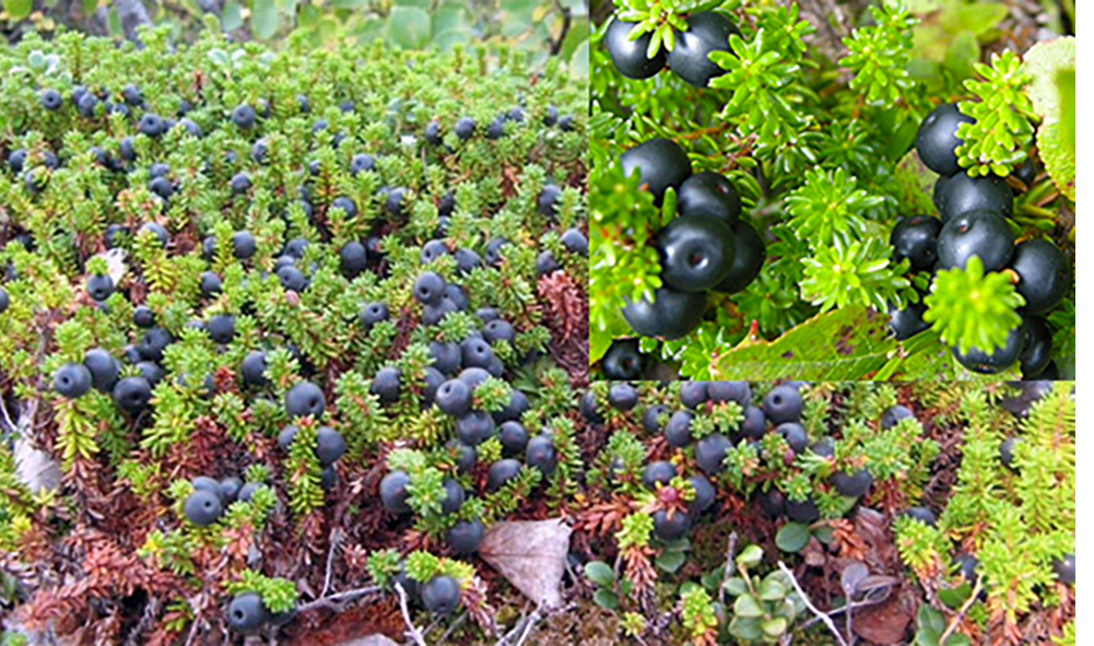 Image of crowberry plant (Empetrum nigrum) with inset close-up of the blue-black crowberry fruit