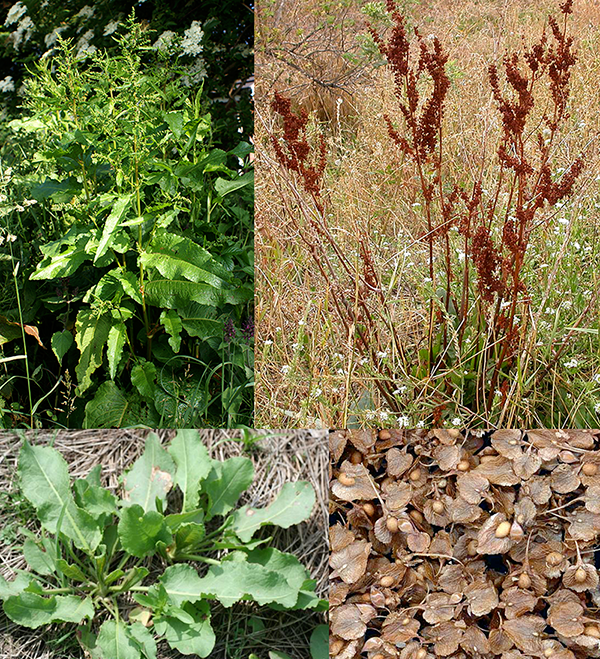Curled Dock, Rumex crispus, showing the young plant, mature plant in flower, plant with seeds and seeds