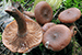 Curry milkcap tumbnail