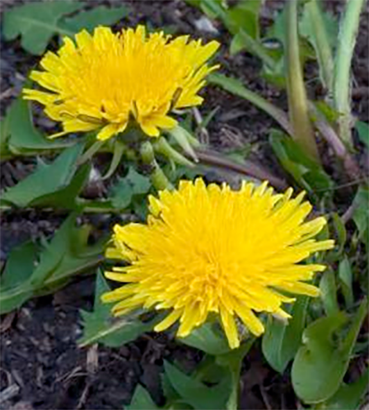 Dandelion flowers and leaves