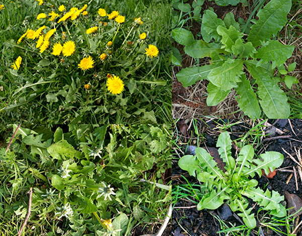 Common dandelion, Taraxacum officinale, showing the whole plant, leaves, flowers and flower buds