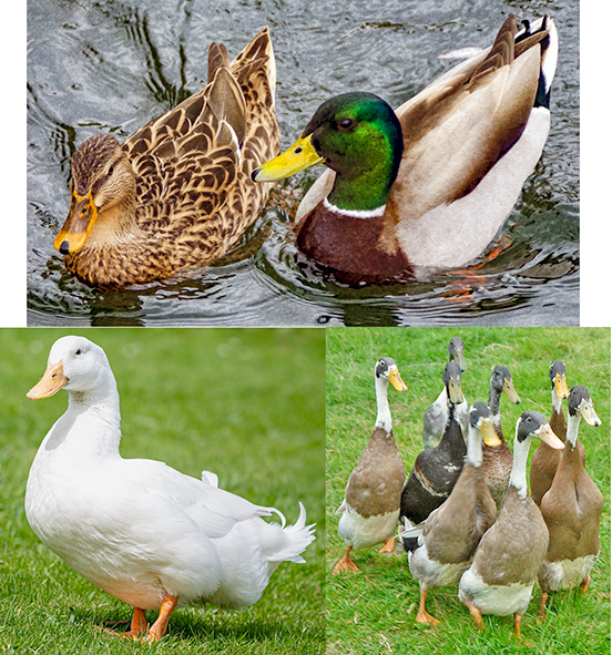 Wild mallard, Chinese duck and Indian runner duck