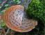 Dryad’s saddle mushroom tumbnail