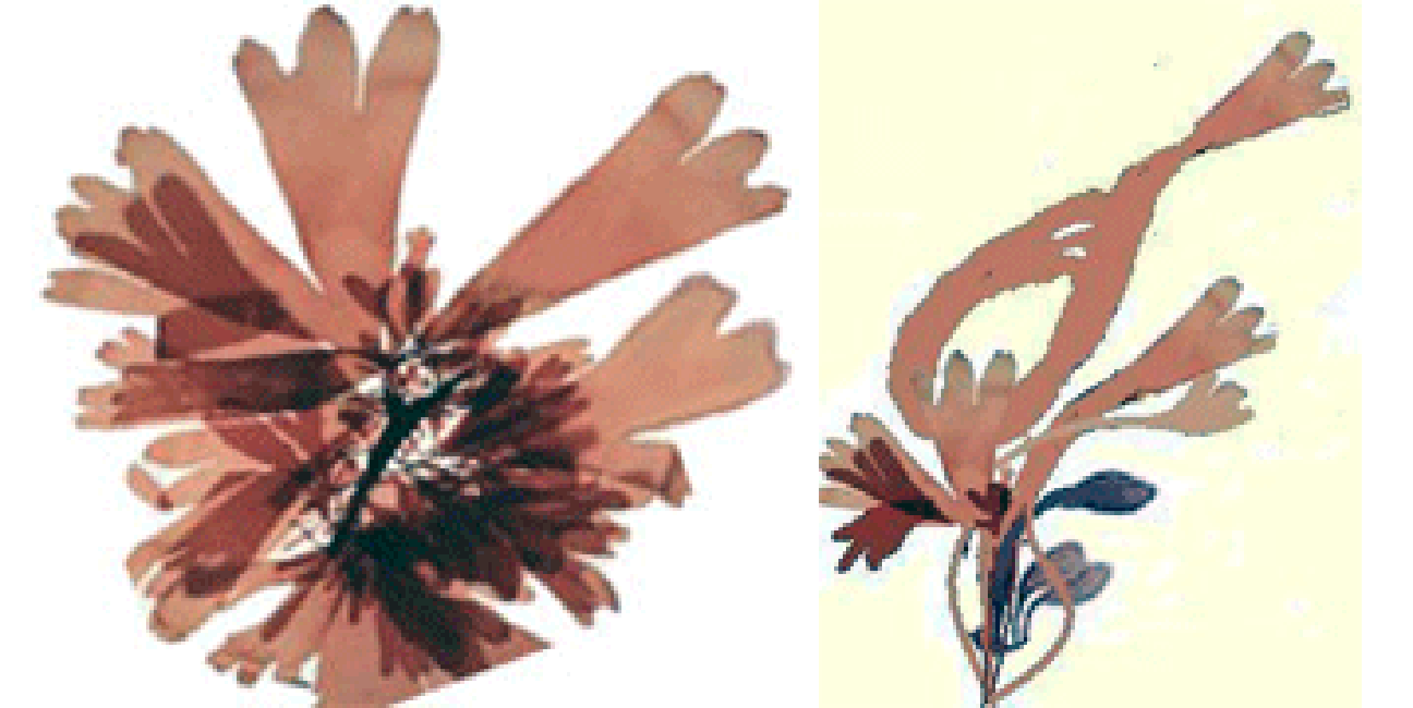 Dulse, Palmaria palmata, whole alga on the beach and individual fronds