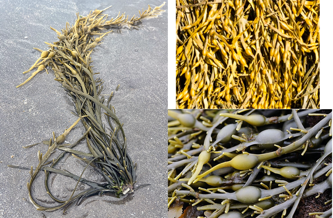 Egg Wrack (Ascophyllum nodosum), showing full length fronds, young yellow growth and a close-up of the edible reproductive bladders