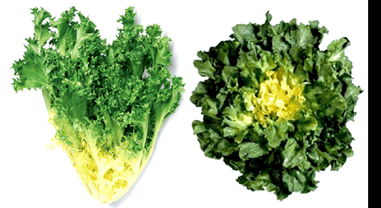Endive, Cichorium endivia with curly endive, left and broad-leaved endive (escarole), right