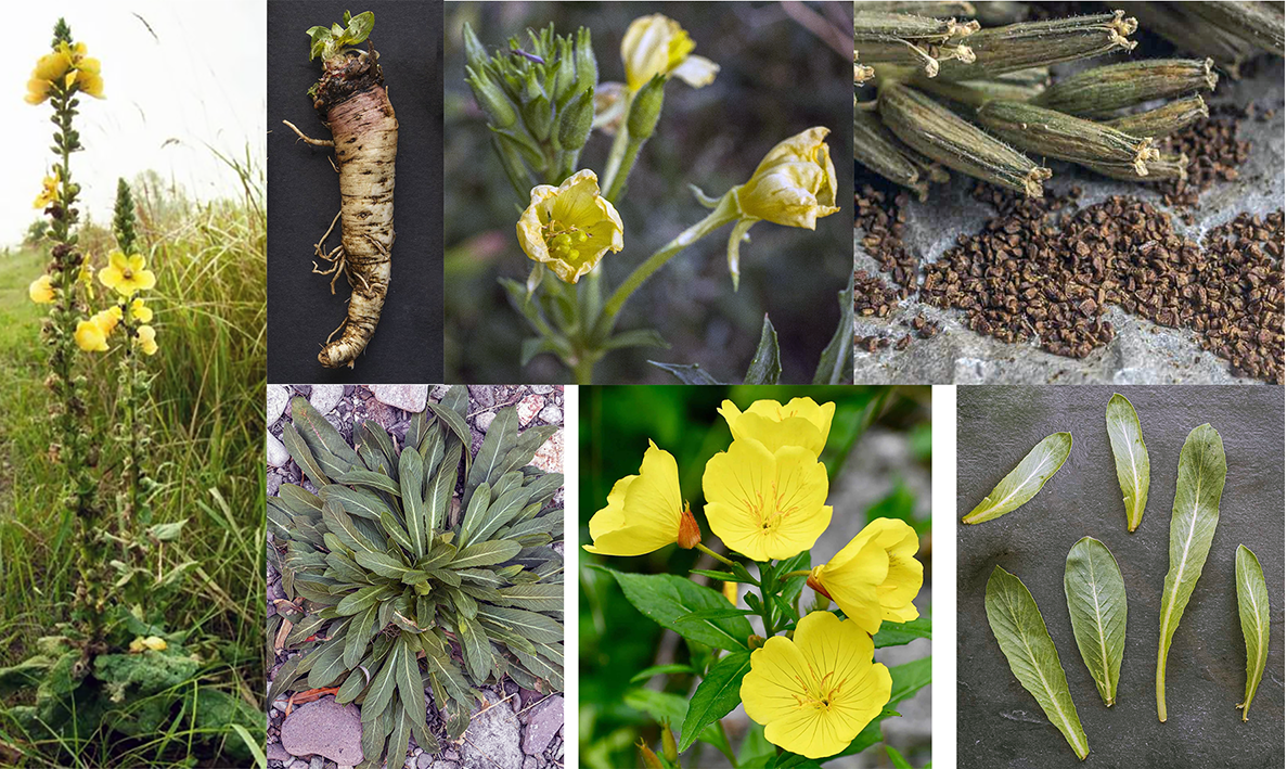 Evening primrose (Oenothera biennis) showing a mature plant in flower (left), root, flower buds and just open flowers, seed pods and seeds (top left to right) and first year rosette, open flowers and young edible leaves (bottom left to right)