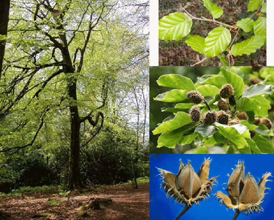 Beech tree, young beech leaves and beech masts
