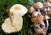 Fairy champignon mushroom tumbnail
