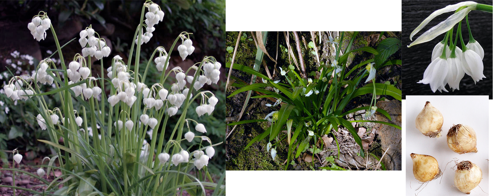 Image shows, full Few-flowered Leek plant (<em>Allium paradoxum</em>), left in flower, with a young plant (centre) and close-ups of the flowers and bulbs.