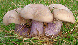 Field blewit mushroom tumbnail