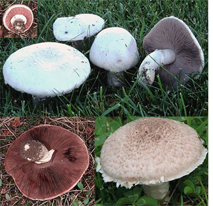 Field mushroom (Agaricus campestris) shown in various views, including button and open cap and with the pink gills revealed