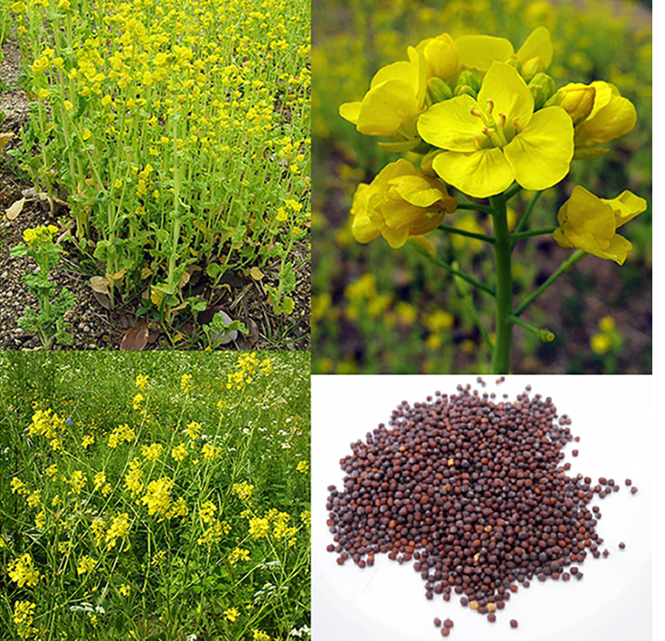 Filed mustard (Brassica rapa), showing the whole plants in flower, along with close-ups of the flowers and seeds