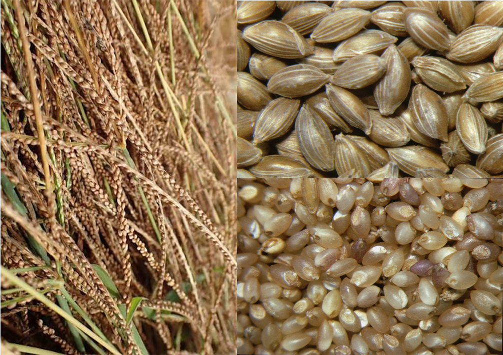 fonio grains on the raceme, threshed grains and polished husked grains