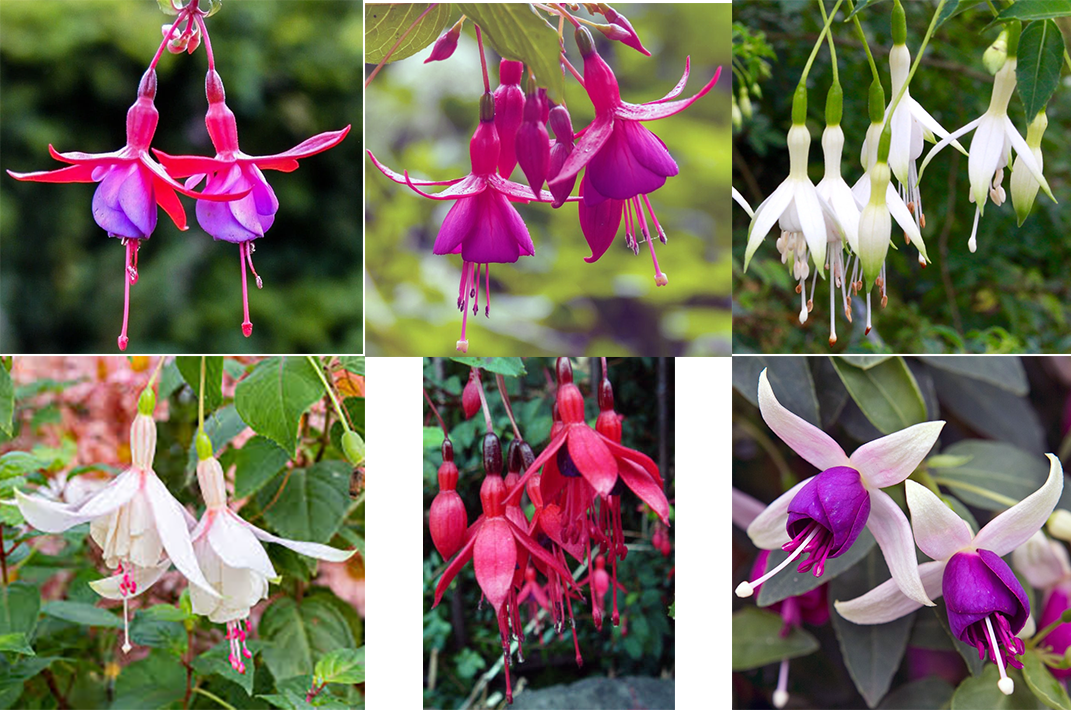 Fuchsia Flowers