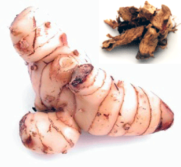 fresh and dried galangal root