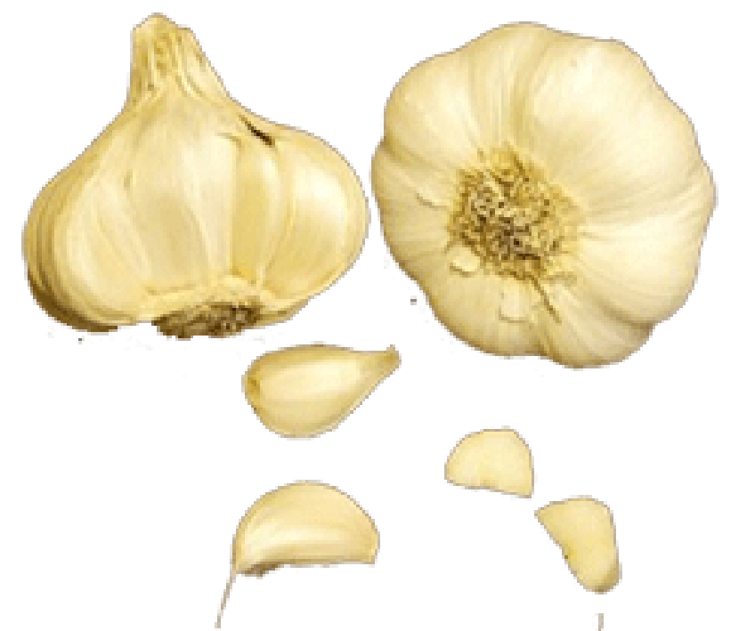 Two bulbs of garlic, two isolated cloves and two peeled cloves