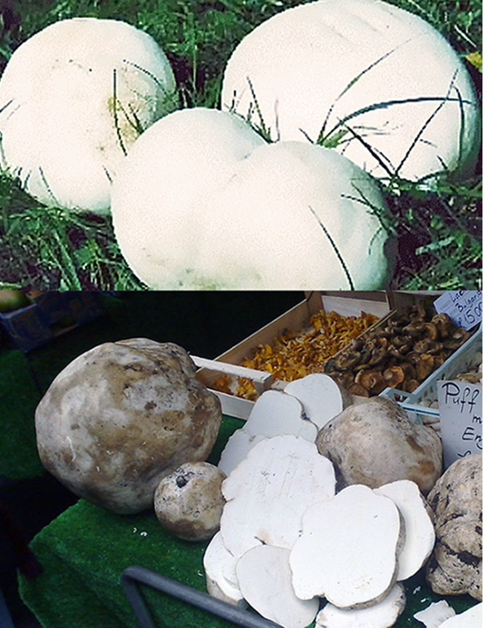 giant puffball mushrooms shown wild in a filed and sliced on a grocer