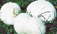 Giant puffball mushroom tumbnail