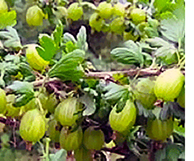 Gooseberry (Ribes uva-crispa) showing a wild gooseberry bush and a comparison of wild against cultivated gooseberry fruit