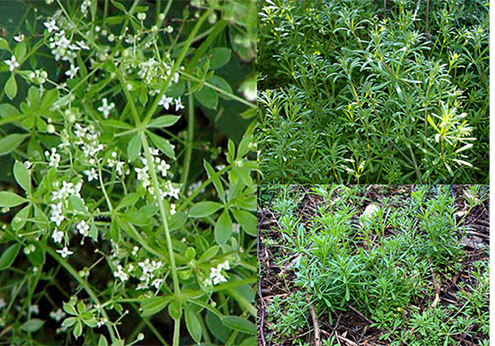 Goosegrass (Galium aparine), showing leaves, flowers and fruit