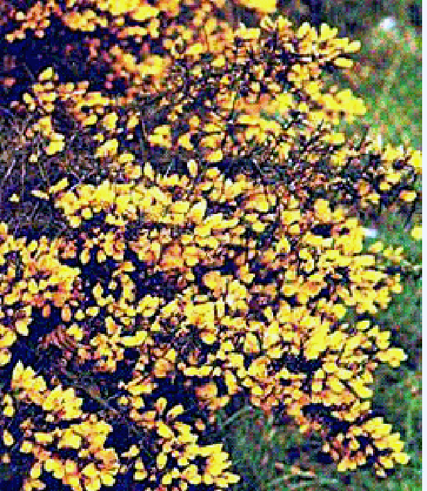 gorse (Ulex europaeus), showing images of gorse sprigs with comparisons of flower close-ups