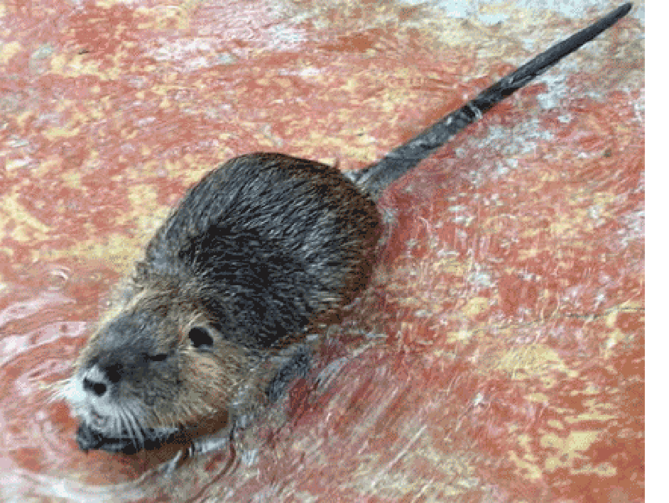 Image of the Greater Cane Rat (Thryonomys swinderianus) in its natural environment.
