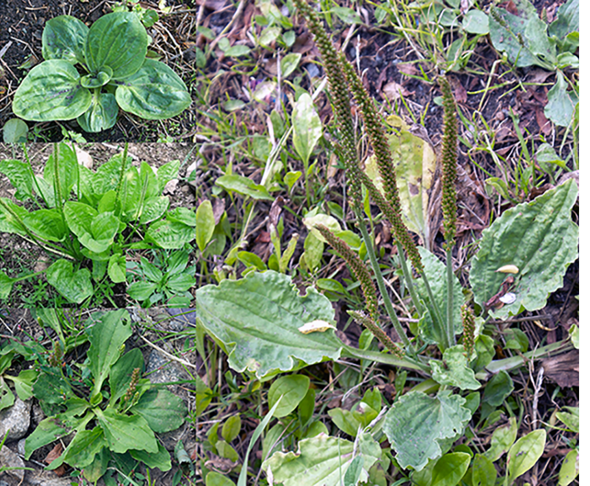 Greater plantain plant (Plantago major) showing the whole plant with views of the plant at different lifestyle stages from immature to ripe seed forms