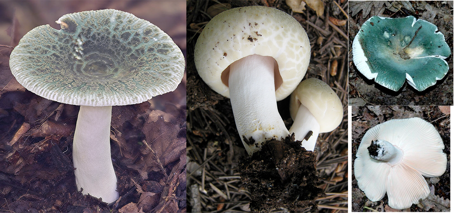 Greencracked Brittlegill (Russula virescens), mushrooms showing a mature specimen, two immature specimens a very green version shown upright and then inverted to reveal the gills.