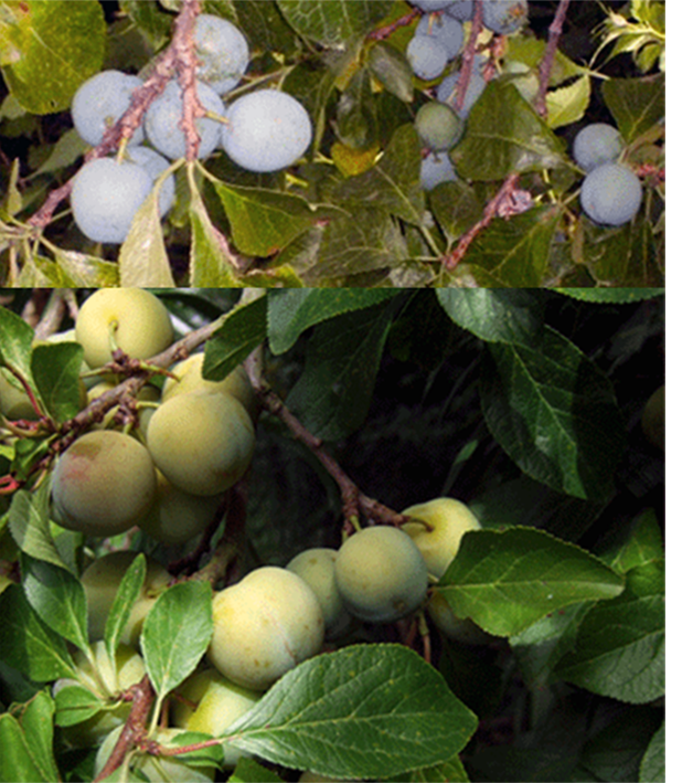 Greengage (Prunus domestica italica) branches showing various views of the fruit (plums) and leaves