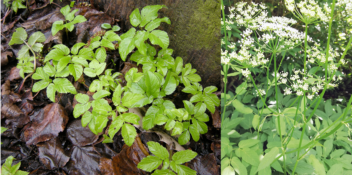 ground elder (Aegopodium podagraria) showing the plant at various stages of growth, including the flower