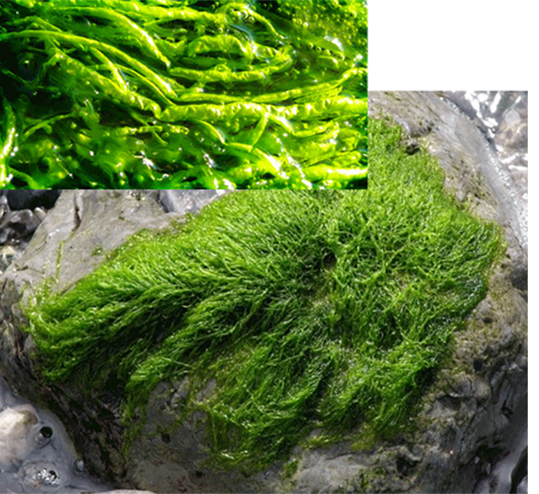 Gutweed (Enteromorpha intestinalis), showing the complete alga and a close-up of its tendril