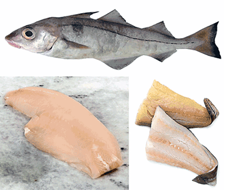 Image of whole hake with fresh hake fillets.