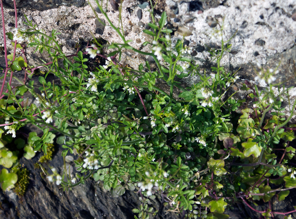 Hairy bittercress (Cardamine hirsuta) shown in two forms with flowers