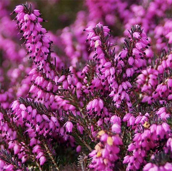 Heather flowers