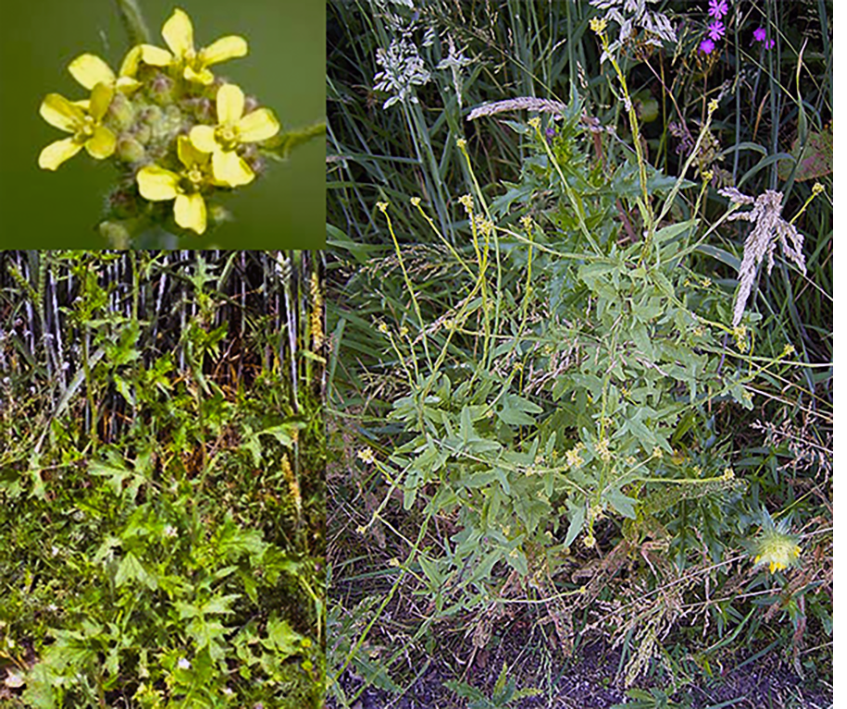 Hedge mustard (Sisymbrium officinale) showing the whole plant and close-ups of the flowers
