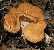 Hedgehog mushroom tumbnail