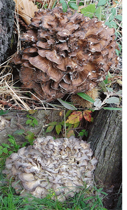 Hen of the Woods bracket fungus (Grifola frondosa), showing two forms of the fungus