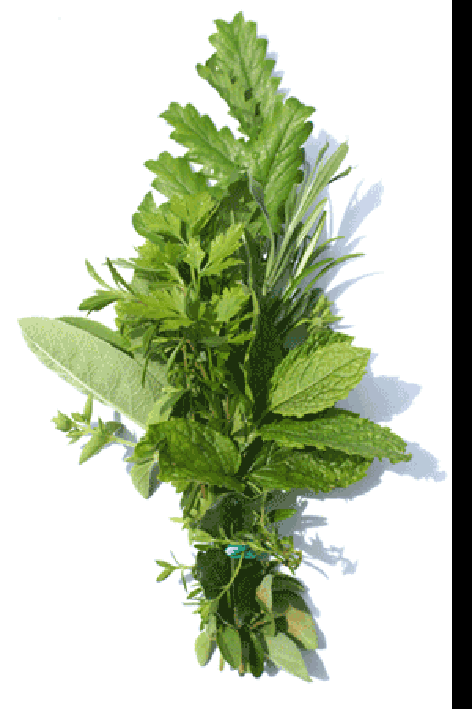 Bunch of mixed herbs