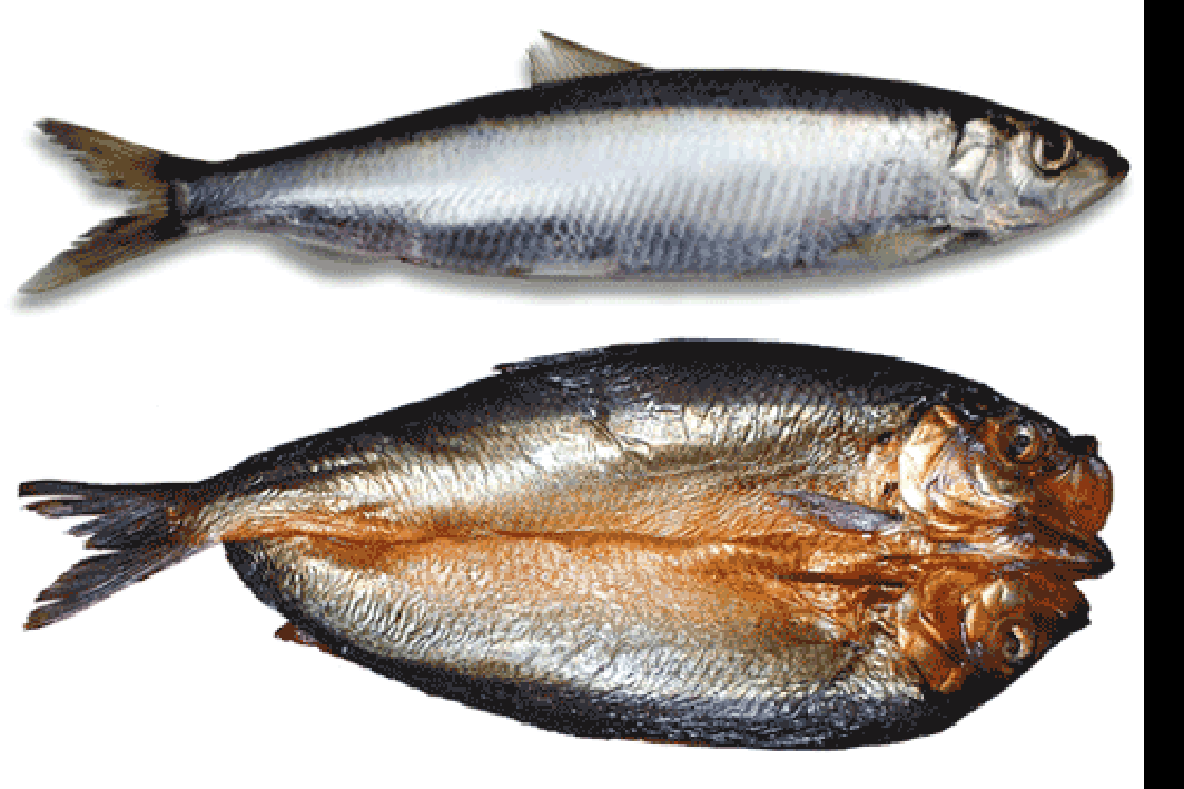 Image of whole Atlantic Herring with a smoked herring kipper.