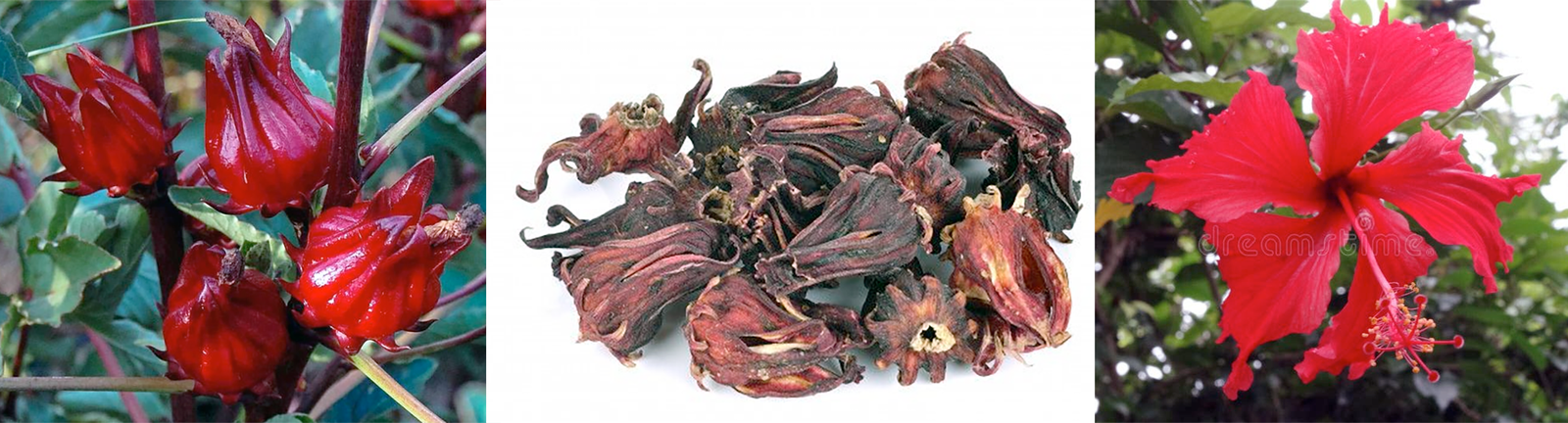 Hibiscus flowers, dried and fresh