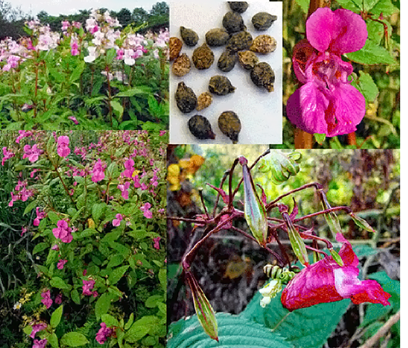 Himalayan Balsam (Impatiens glandulifera) showing the plant, its flowers, seed pods and seeds