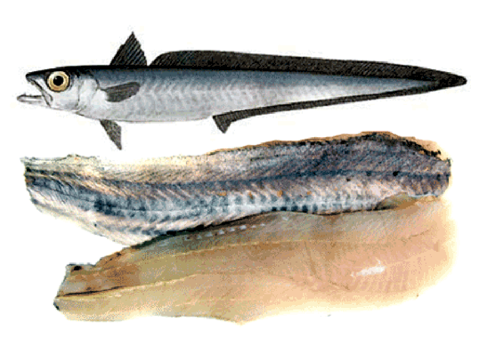Image of whole hoki with fresh hoki fillets