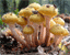 Honey fungus mushrooms tumbnail