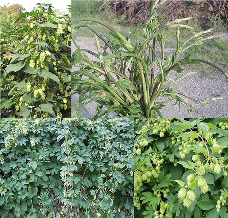 Hop plants and shooots (Humulus lupulus), showing the young shoots, female flowers (hops) and a hop plant growing wild in a hedgerow