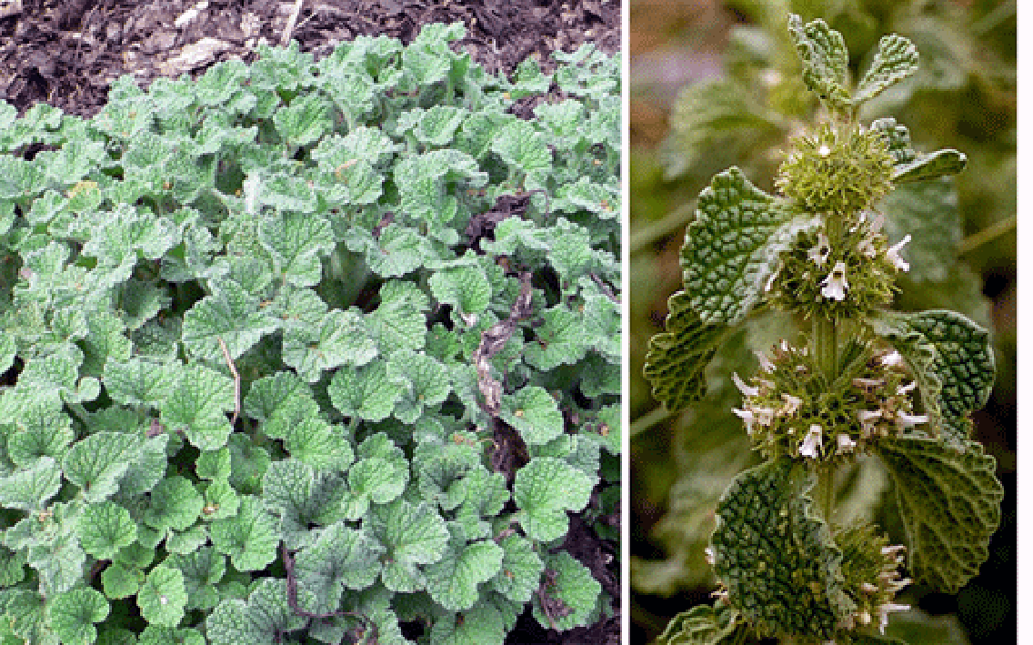 white or common horehound (Marrubium vulgare), whole plant shown along with a close-up of a flowering stem